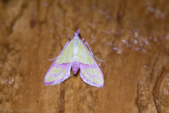 Choristostigma perpulchralis