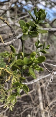 Phoradendron bolleanum densum