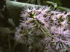 Hebeclinium tetragonum