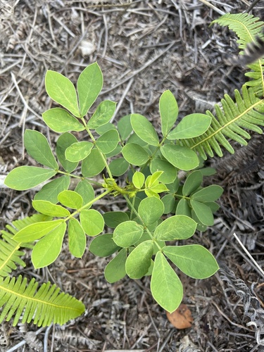 Senna obtusifolia observed 2024-06-26