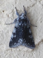 Pleromelloida conserta