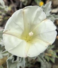 Calystegia collina oxyphylla
