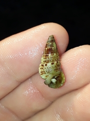Cerithiidae
