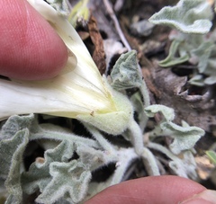 Calystegia collina oxyphylla