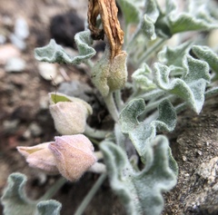 Calystegia collina oxyphylla