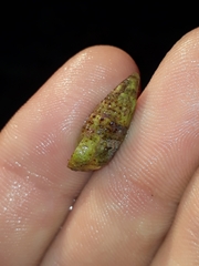 Cerithiidae