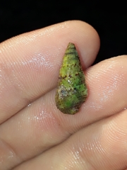 Cerithiidae