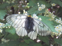Parnassius glacialis