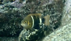 Chrysiptera leucopoma