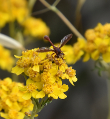 Physocephala burgessi