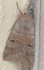 Cissusa indiscreta