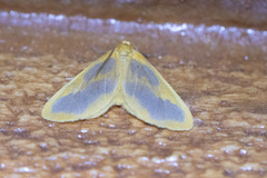 Eubaphe helveta