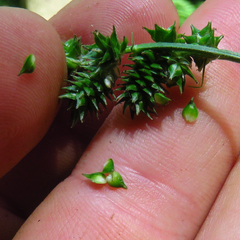 Carex sparganioides