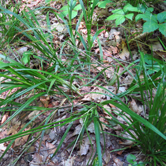 Carex sparganioides