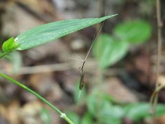 Brachypremna dispellens