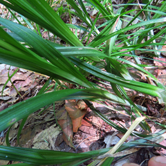 Carex sparganioides