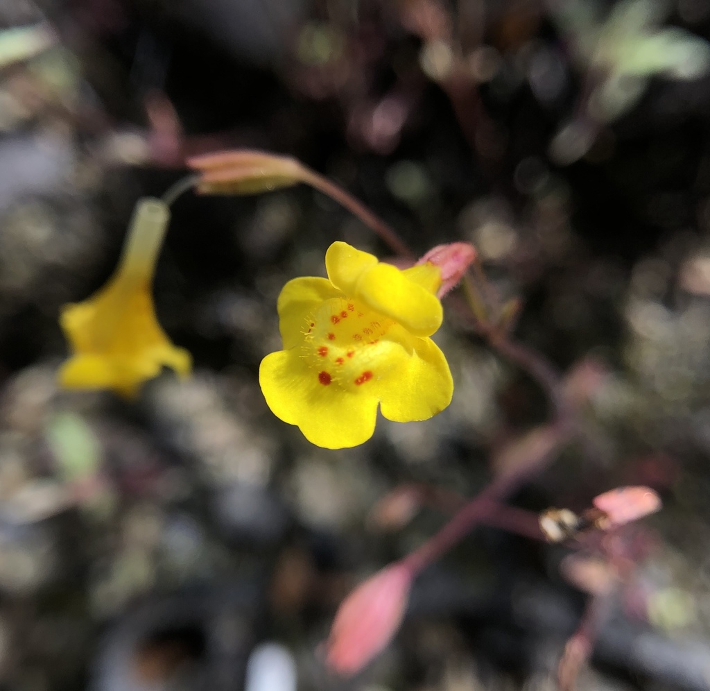 bare monkeyflower