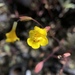 Bare Monkeyflower - Photo (c) catchang, some rights reserved (CC BY-NC), uploaded by catchang