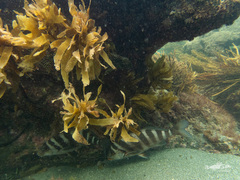 Chirodactylus spectabilis