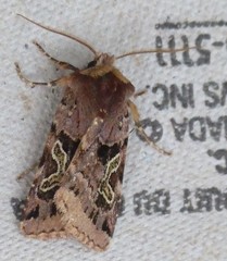 Cerastis enigmatica