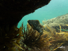 Aplodactylus arctidens