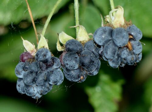 Rubus caesius iNat (3)