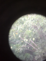 Callosciurus notatus