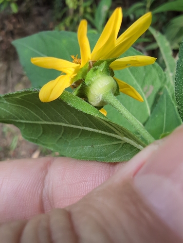 Image of Wedelia calycina by no rights reserved