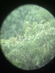 Callosciurus notatus