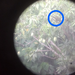 Callosciurus notatus