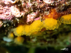 Pseudodistoma novaezelandiae