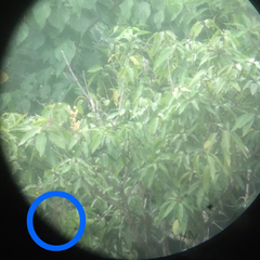 Callosciurus notatus