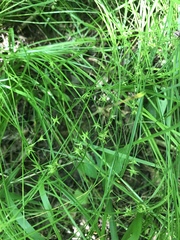 Carex socialis