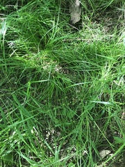 Carex socialis