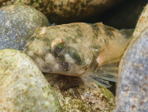 Chabot Bullhead, photo 7 of 10