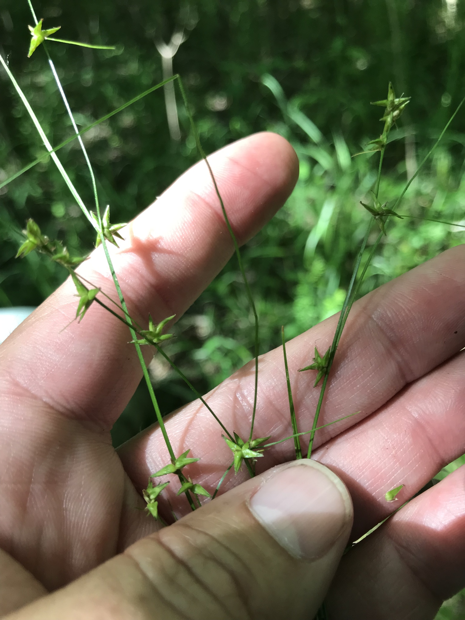 Carex socialis