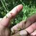 Carex socialis - Photo (c) Paul Marcum,  זכויות יוצרים חלקיות (CC BY-NC), הועלה על ידי Paul Marcum