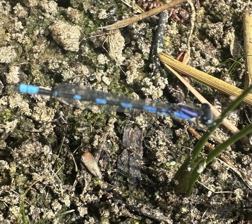 Little Bluet photo 2