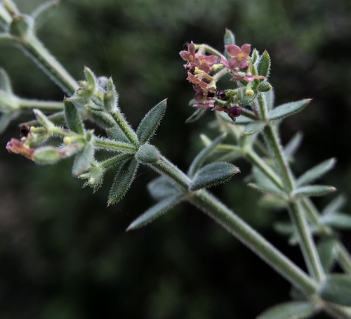 Bolander's bedstraw (Galium bolanderi)
