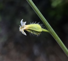 Streptanthus morrisonii