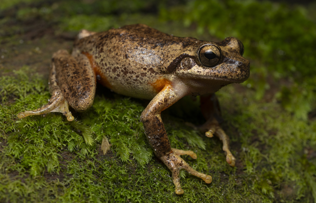 Northern Heath Frog