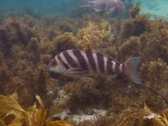 Chirodactylus spectabilis