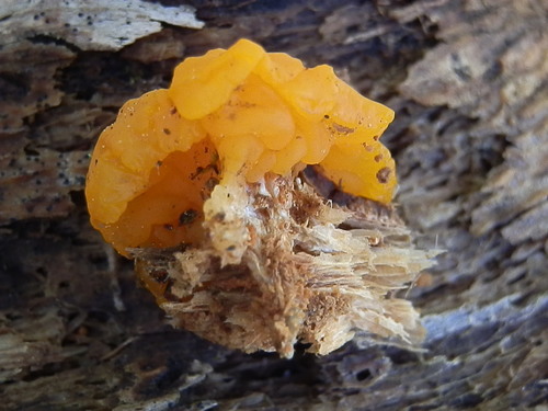 Dacrymyces dictyosporus