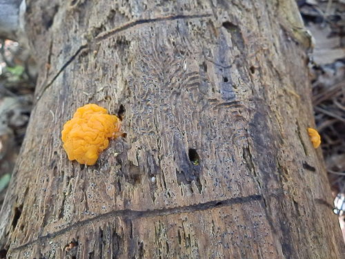 Dacrymyces dictyosporus