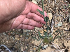 Streptanthus morrisonii