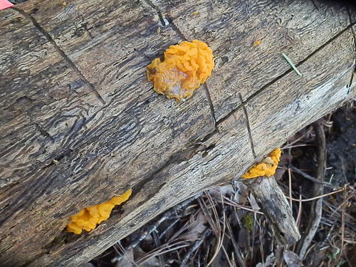 Dacrymyces dictyosporus