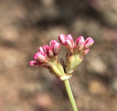 Eriogonum nudum auriculatum