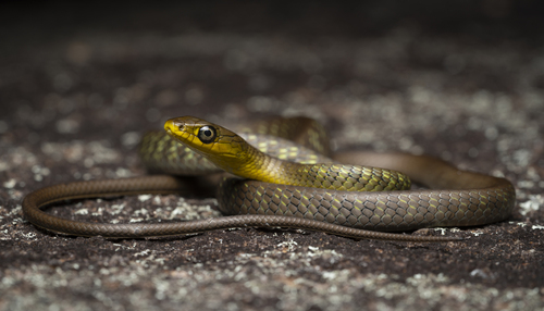 Common Tree Snake sighting