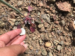 Eriogonum nudum auriculatum