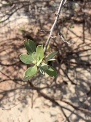 Conocarpus erectus sericeus